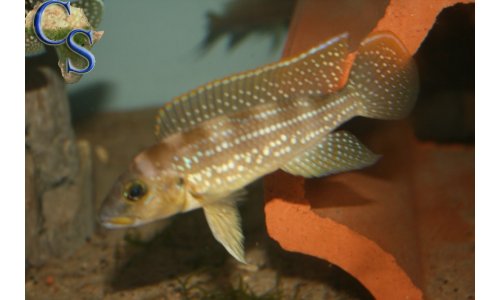Neolamprologus tetracanthus